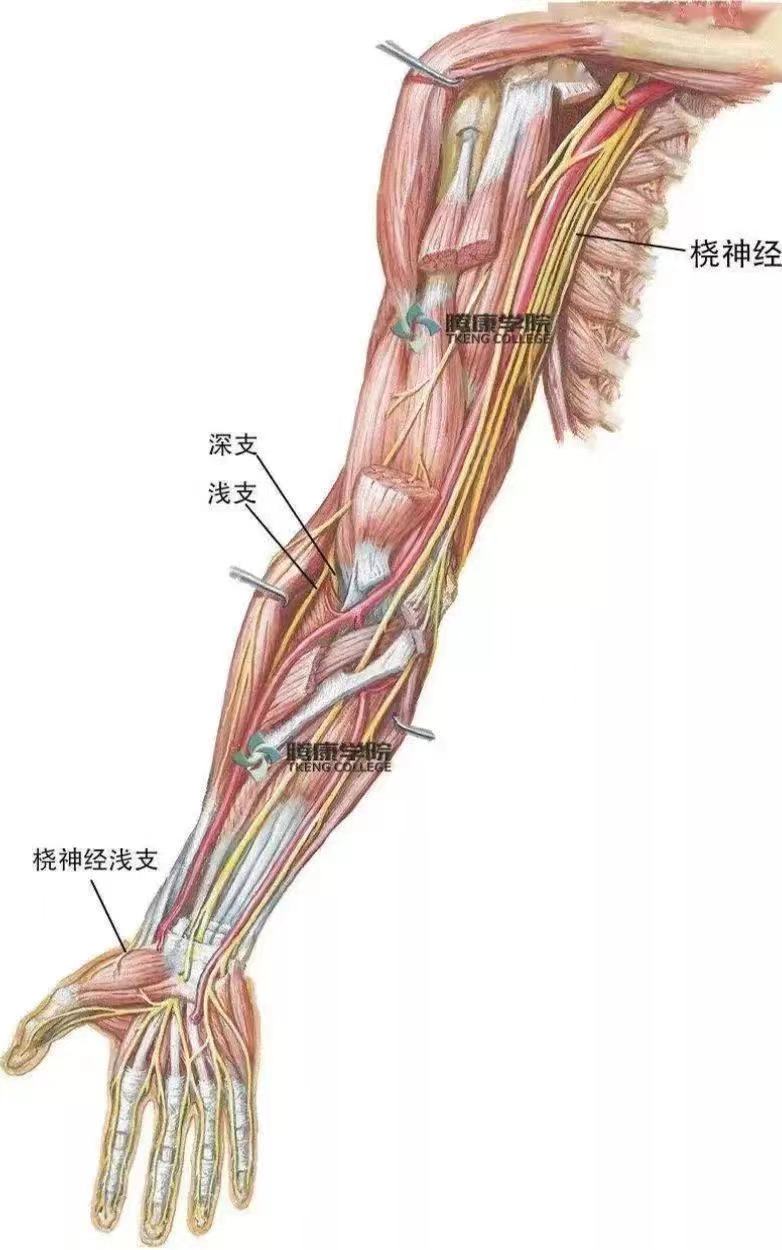 不手术、不吃药|中医针灸治疗桡神经损伤效果显著